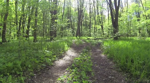 Rear movement  forest road in spring wood Stock Footage 39754379