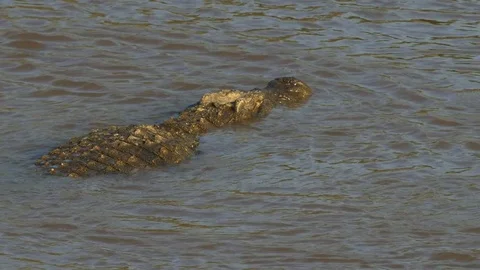 Rear overhead view of a large crocodile swimming in the mara river Vidéo 69815759