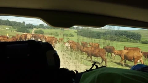Rear seat view driving through a herd of cattle in Drakensberg, South Africa Stock Footage 232743751