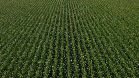 Rear tracking shot of a cornfield. Video stock 144164706