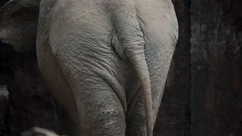 Rear View Of An Asian Elephant (Elephas Maximus), Also Known As Asiatic Stock-Footage 190581527