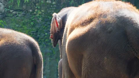 Rear view of an Asian elephant (Elephas maximus) facing a rock wall. Stock Footage 327151619