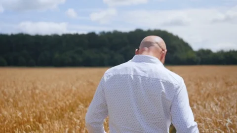 Rear view of bald man going in the golden wheat field. Medium shot. Video stock 113866027