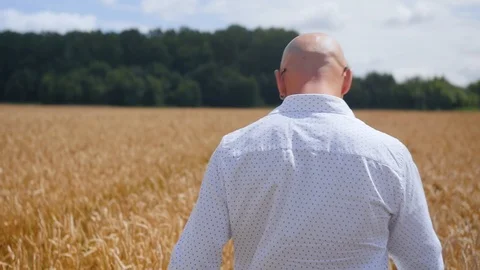 Rear view of bald man going in the golden wheat field. Medium shot. 스톡 동영상 113866138