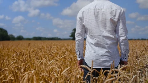 Rear view of bald man standing in the golden wheat field. Concept: ecology Video stock 113919915
