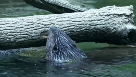 Rear view of beaver gnawing and ripping bark of fallen tree in river Stock Footage 238912793