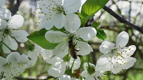 Rear view of a bee collecting nectar from a fruit tree branch full of bloomi Vídeos de archivo 271533904