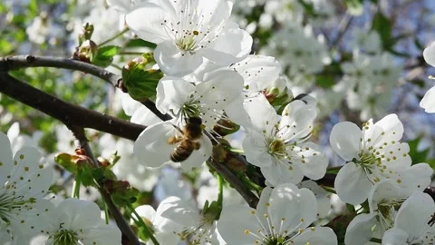 Rear view of a bee collecting nectar from a fruit tree branch full of white Vídeos de archivo 271534401