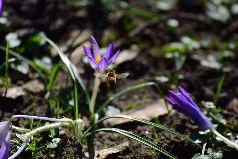 Rear view of a bee flying to a crocus flower Stock Photos