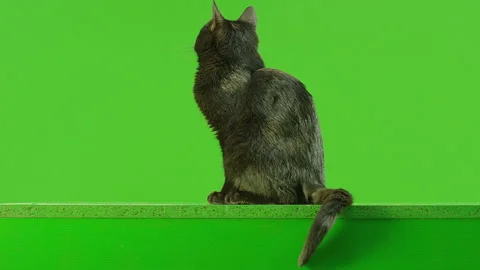 Rear view of Black Cat sitting on green screen . Slow Motion Stock Footage 132316896
