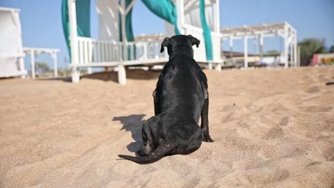 Rear view black dog has a rest on the sand beach of the sea.  Stock Footage 265869709