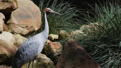 Rear view of a brolga Stock Footage 132393174
