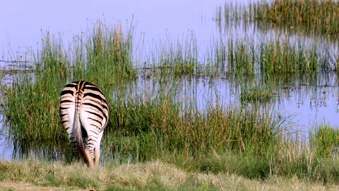 Rear view of Burchell's Zebra sipping water near reeds swishing its tail Vídeo Stock 320161043