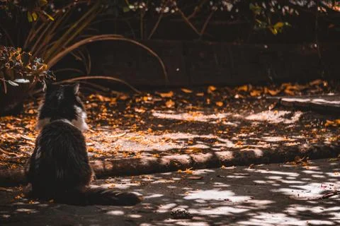 Rear view of a cat sit on the floor in an autumn sunny day full of dry yellow Stock Photos