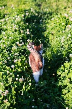 Rear view of cat walking through grass in the garden Stock Photos