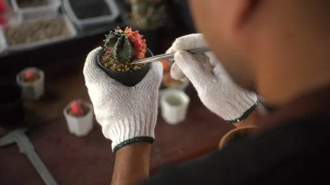 The rear view close up of hand of man wearing gloves doing cactus gardening, The Stock-Footage 268434173