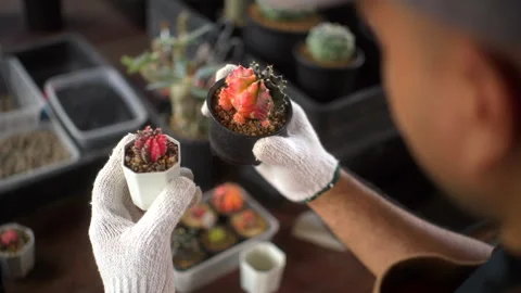 Rear view close up of the hands with wearing gloves of man gardening cactus. Stock Footage 268433170
