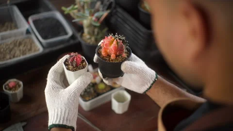 Rear view close up of the hands with wearing gloves of man gardening cactus, The Stock-Footage 268433654