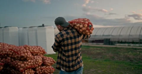 Rear view of a confident guy Farmer in a plaid shirt carries a bag of onions on Видео 282779575