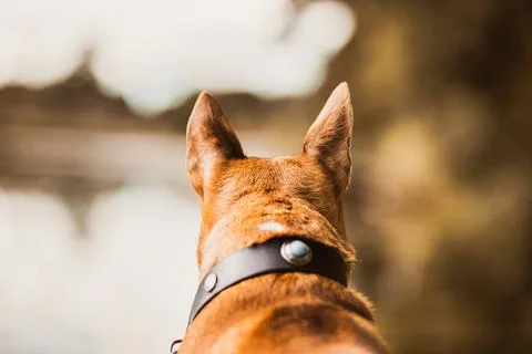 A rear view of a cute ginger bull terrier in a collar, who sits in nature and Stock Photos