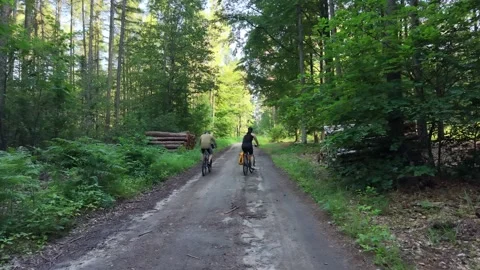 Rear view of cyclists riding through pine woods Stock Footage 348389791