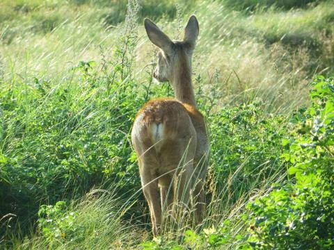 Rear view of deer Stock Photos