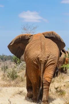 Rear view of an elephant Foto stock