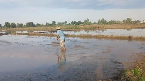 Rear View Farmer Leveling Flooded Rice Field in Vietnam Stock Footage 336910614