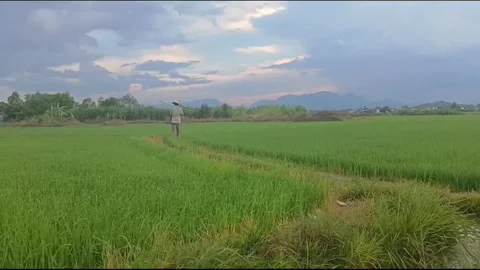 Rear View of Farmer Walking Toward Rice Fields in Rural Vietnam Stock Footage 337056607