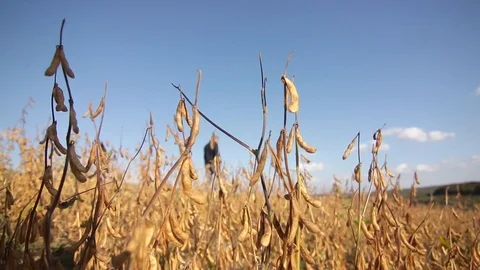 Rear view of a farmer walking on wheat field Stock Footage 122928080