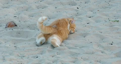 Rear view. Fat red cat lies on its back on the sandy beach. Stock Footage 268349988