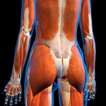 Rear View of Female lower back muscles anatomy in blue X-Ray outline. Full Color 스톡 일러스트