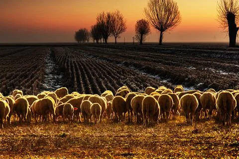 Rear view of a flock of sheep in a field at sunset, Castelceriolo, Alessandria, Stock Photos