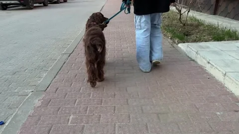 Rear view of a funny spaniel walking with the owner, a cute dog runs along the 스톡 동영상 240854703