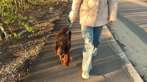 Rear view of a funny spaniel walking with the owner, a cute dog runs along the Stock Footage 240854801