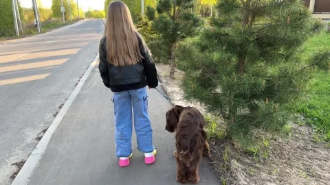 A rear view of a funny spaniel walking with the owner, a cute little dog runs Stock Footage 242181383