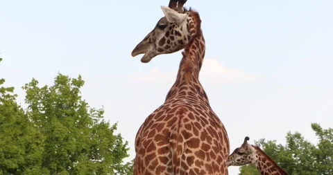 Rear view of a giraffe turning its head above green trees and blue sky Stock Footage 320020620