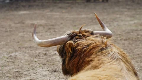 Rear view of Highland cow lying on dirt ground inside an animal park enclosure Stock Footage 312194162