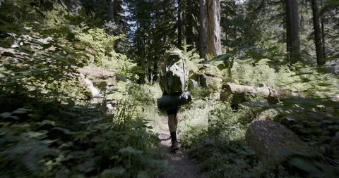 Rear view of hiker walking through the forest on a sunny day Stock Footage 145278041
