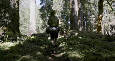 Rear view of hiker walking through the forest on a sunny day Stock Footage 145278076
