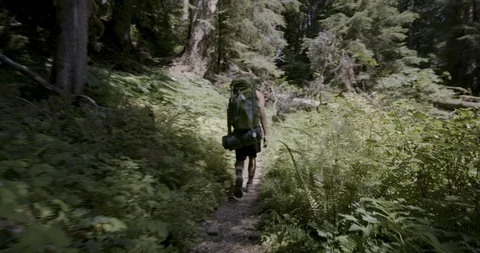 Rear view of hiker walking through the forest on a sunny day Stock Footage 145278178