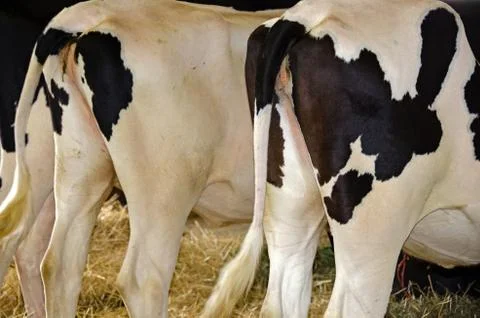 Rear view of Holsteins Stock Photos