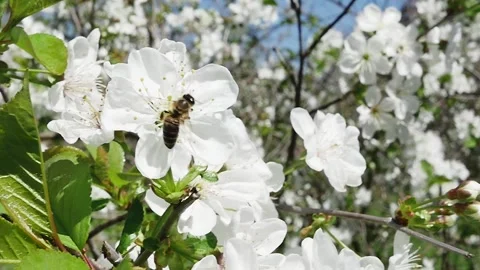 Rear view of a honey bee in the spring garden Stock Footage 278718635