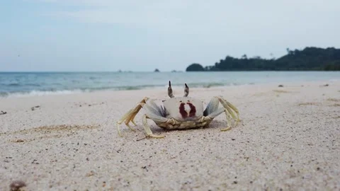 Rear view of Horned ghost crab (Ocypode ceratophthalmus), on white sand aga.. Stockbeeldmateriaal 276969659