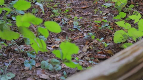 Rear view of human trekking in forest. Stock Footage 94540360