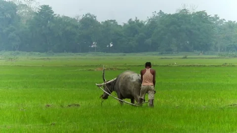 Rear View of Indian Farmer Plowing Paddy Field with Water Buffalo Video stock 336531492