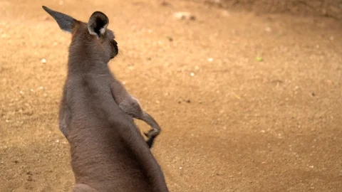 Rear view of a kangaroo scratching itself Stock Footage 122456760