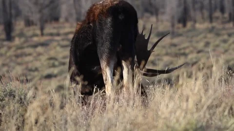 Rear view of a large bull moose as he grazes Stock Footage 84832266