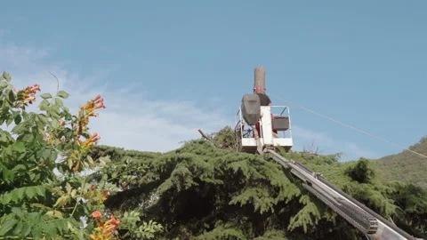 Rear view of long construction crane lifted to the tree top with arborist inside Stock Footage 163357821