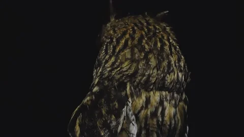 Rear view of a long-eared owl on a black background. Close-up. Stock Footage 151154619